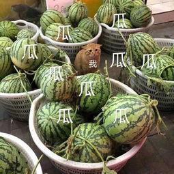 娱乐吃瓜头像图片,揭秘明星幕后故事